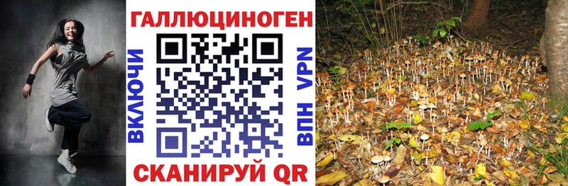 Галлюциногенные грибы Psilocybe  Андреаполь 